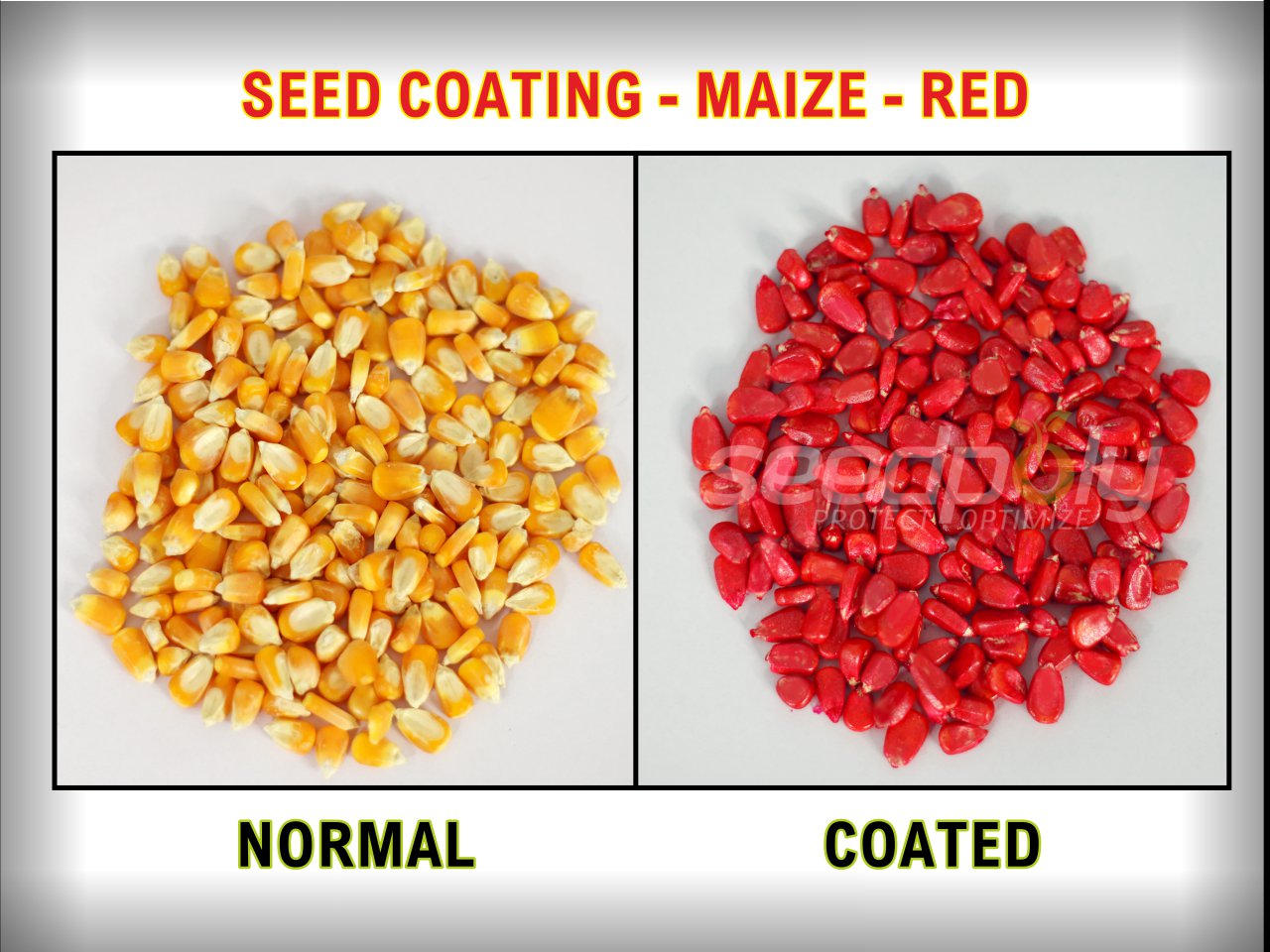 Seedpoly Maize Orange Seed Coated Polymer