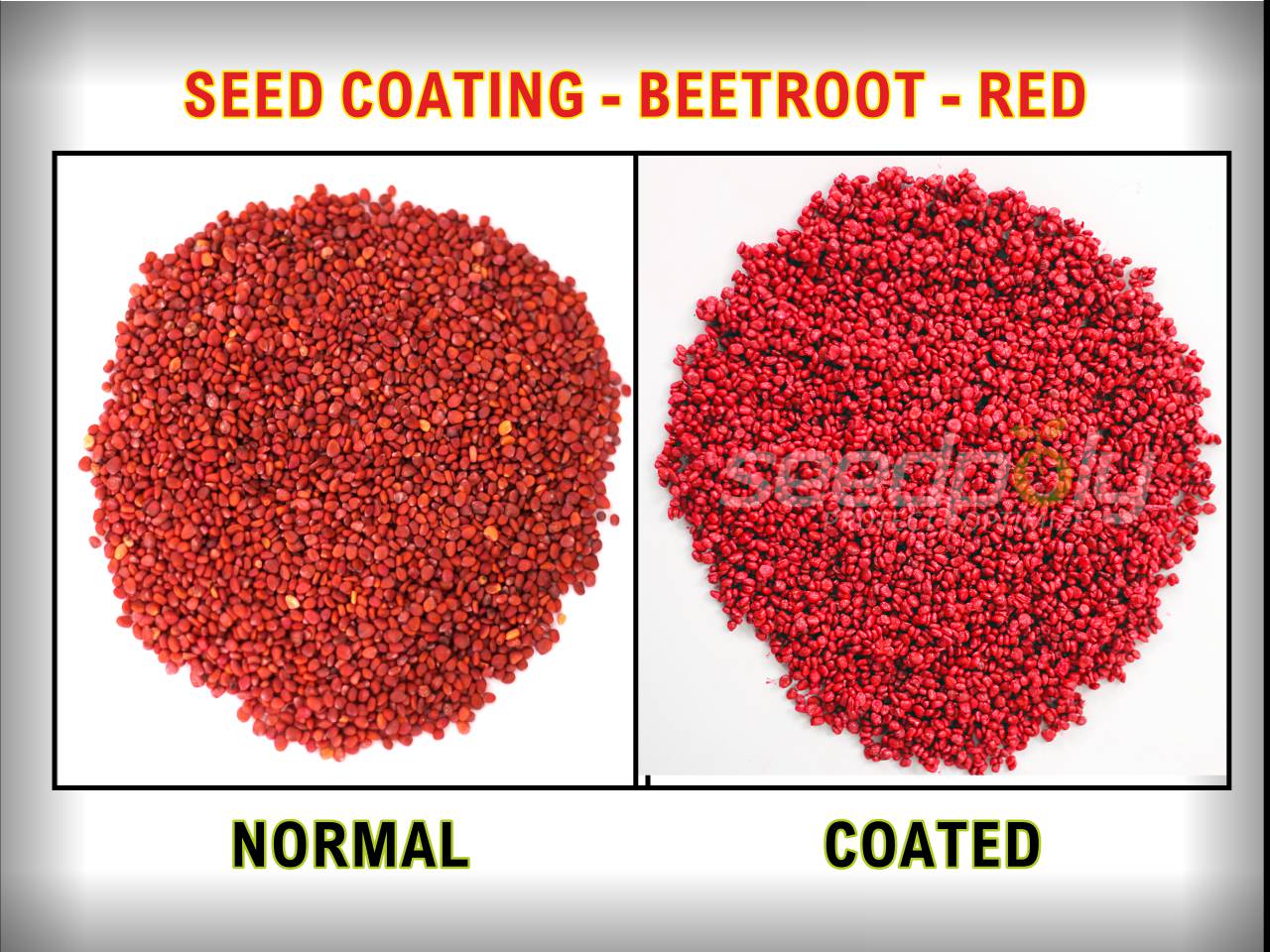 Sugarbeet Seed Coated Polymer