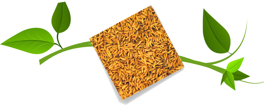 Rice Yellow Seed Polymer Exporters