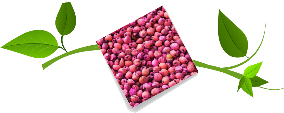 Pink Seed Coating Polymer Exporter