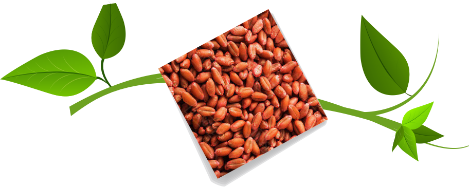 Red Seed Coating Polymer Manufacturers